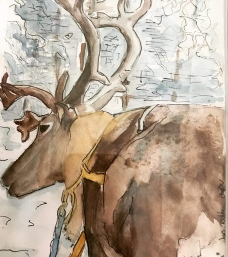 Reindeer, Finland